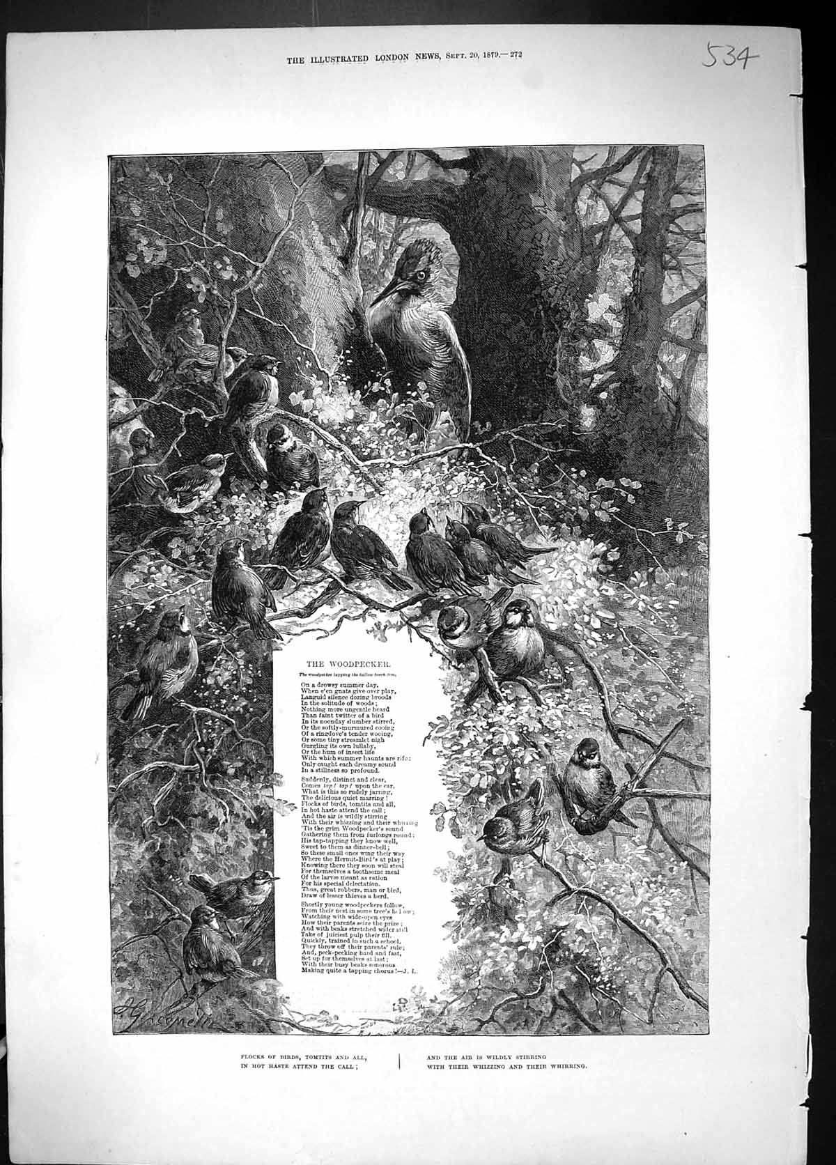 Original Old Antique Print 1879 Woodpecker Poem Birds Trees 19th