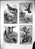 Old 1884 Sketches Natural History Musuem Kensington Anaconda Jungle F Victorian