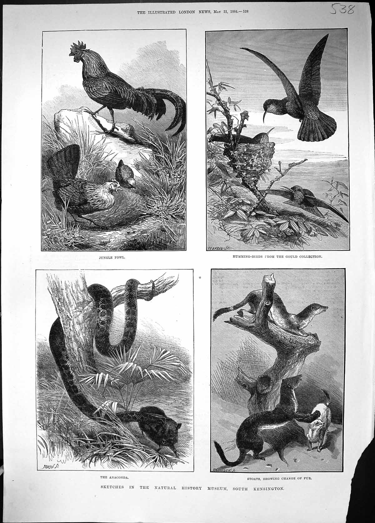 Old 1884 Sketches Natural History Musuem Kensington Anaconda Jungle F Victorian