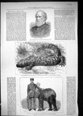 Old 1882 George Grey Poisonous Lizard Mexico Jingo African Elephant Z Victorian