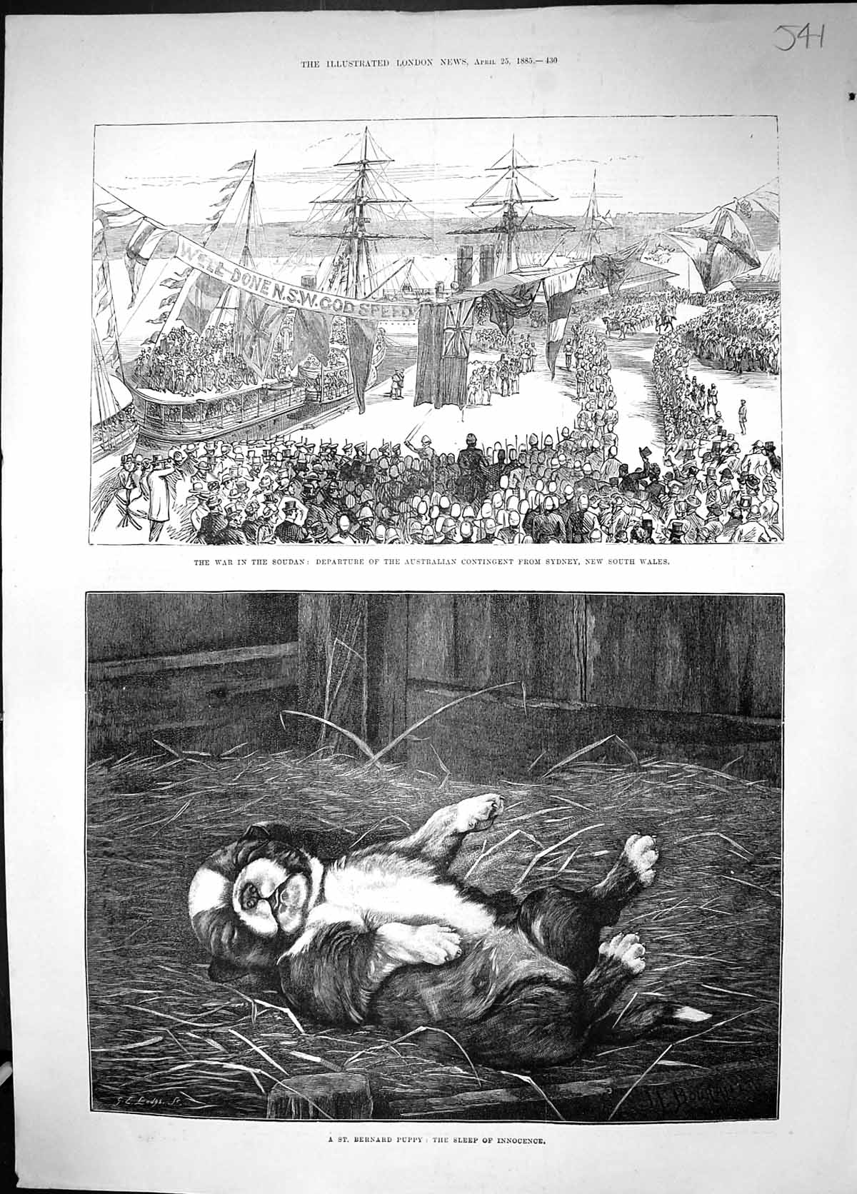 Old Print St. Bernard Puppy Dog Sleeping 1885 War Soudan Australian Sier 19th