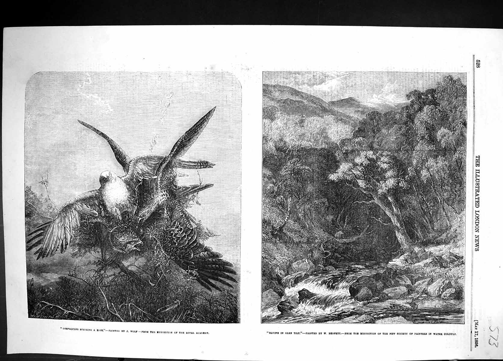 Old 1856 Gerfalcons Striking Kite Bird Prey Ravine Glen Tilt River Mo Victorian