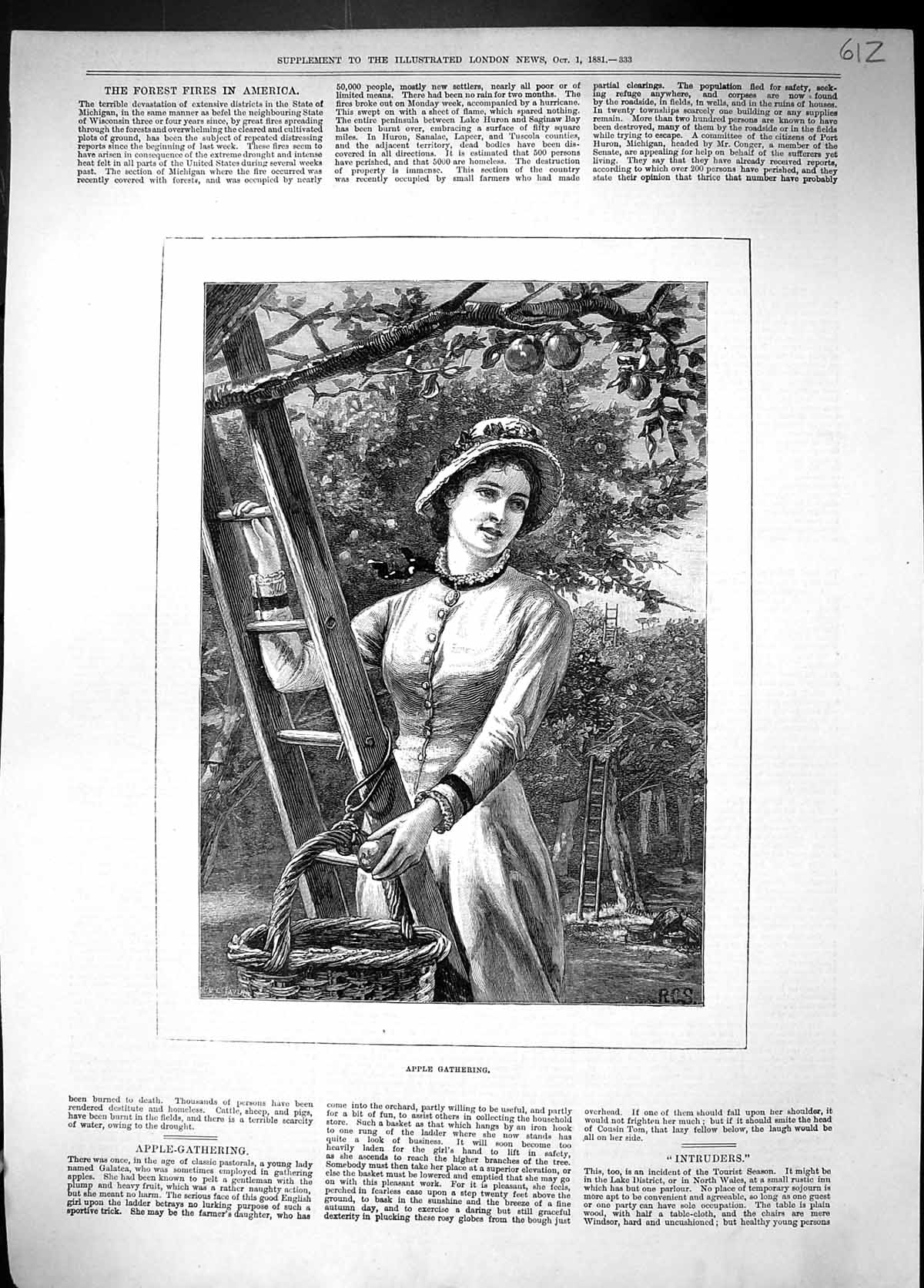 Original Old Antique Print 1881 Apple Gathering Trees Lady Ladder Basket 19th