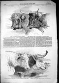 Old 1855 Smithfield Club Prize Cattle Show Scotch Devons Short-Horns Victorian