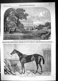 Old 1896 Cliefden Dowager Duchess Sutherland Tormentor Horse Winner O Victorian