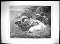 Old 1898 Young Girl Left Charge Puppy Dog Story Stewart Dawson Low Am 19th