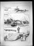 Old 1888 Whaling River Solent Hunting Whale Bensons Watches LudgateVictorian