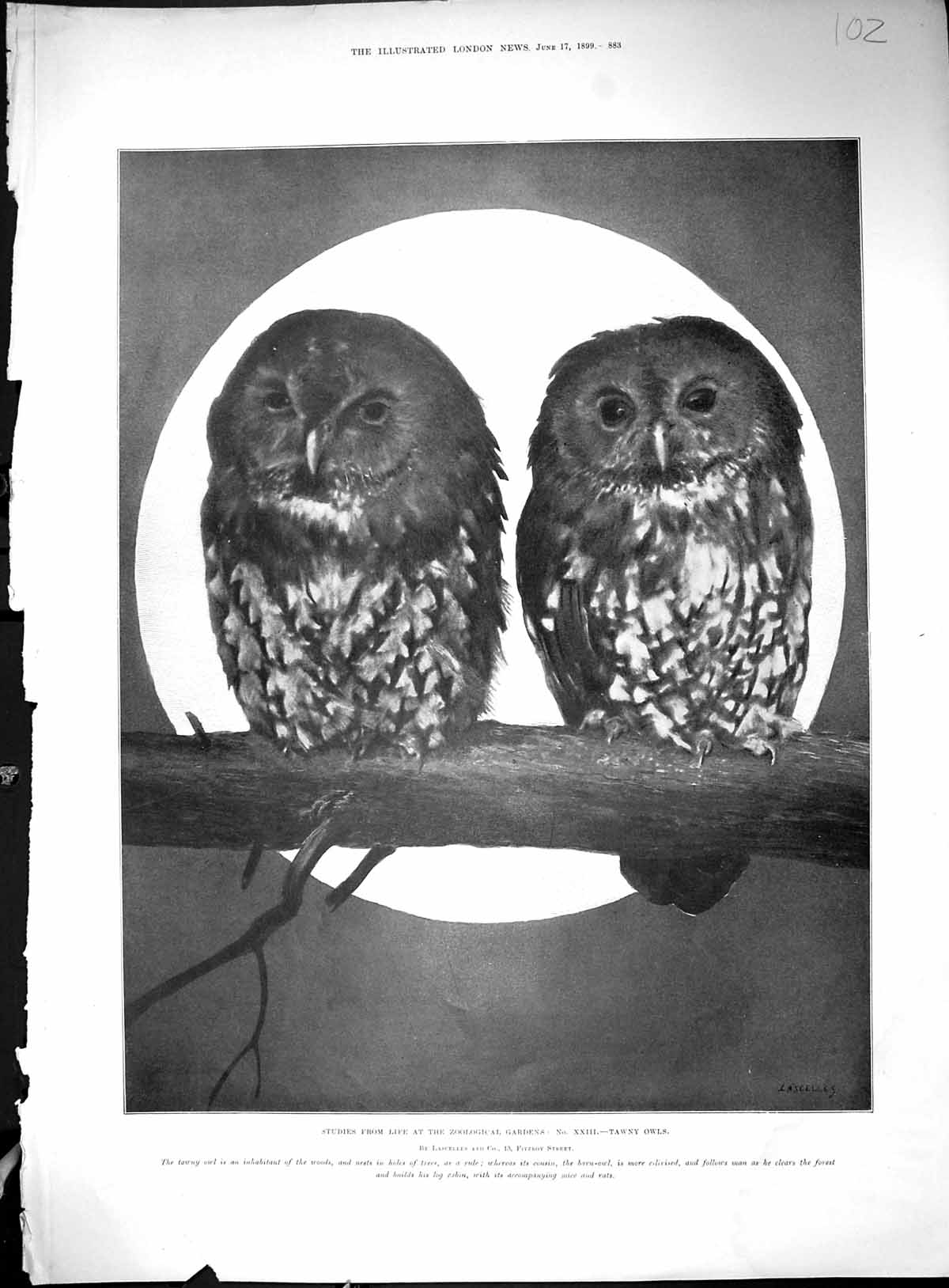 Old 1899 Tawny Owls Zoological Gardens Thames Valley Agricultural Sho 19th