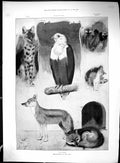 Old 1896 Zoo Animals Serval Eagle Lemurs Guard Ships Constantinople B 19th