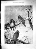 Old 1896 Christmas Birds Fieldfarers Ye Salutation Inn Men Celebratio 19th