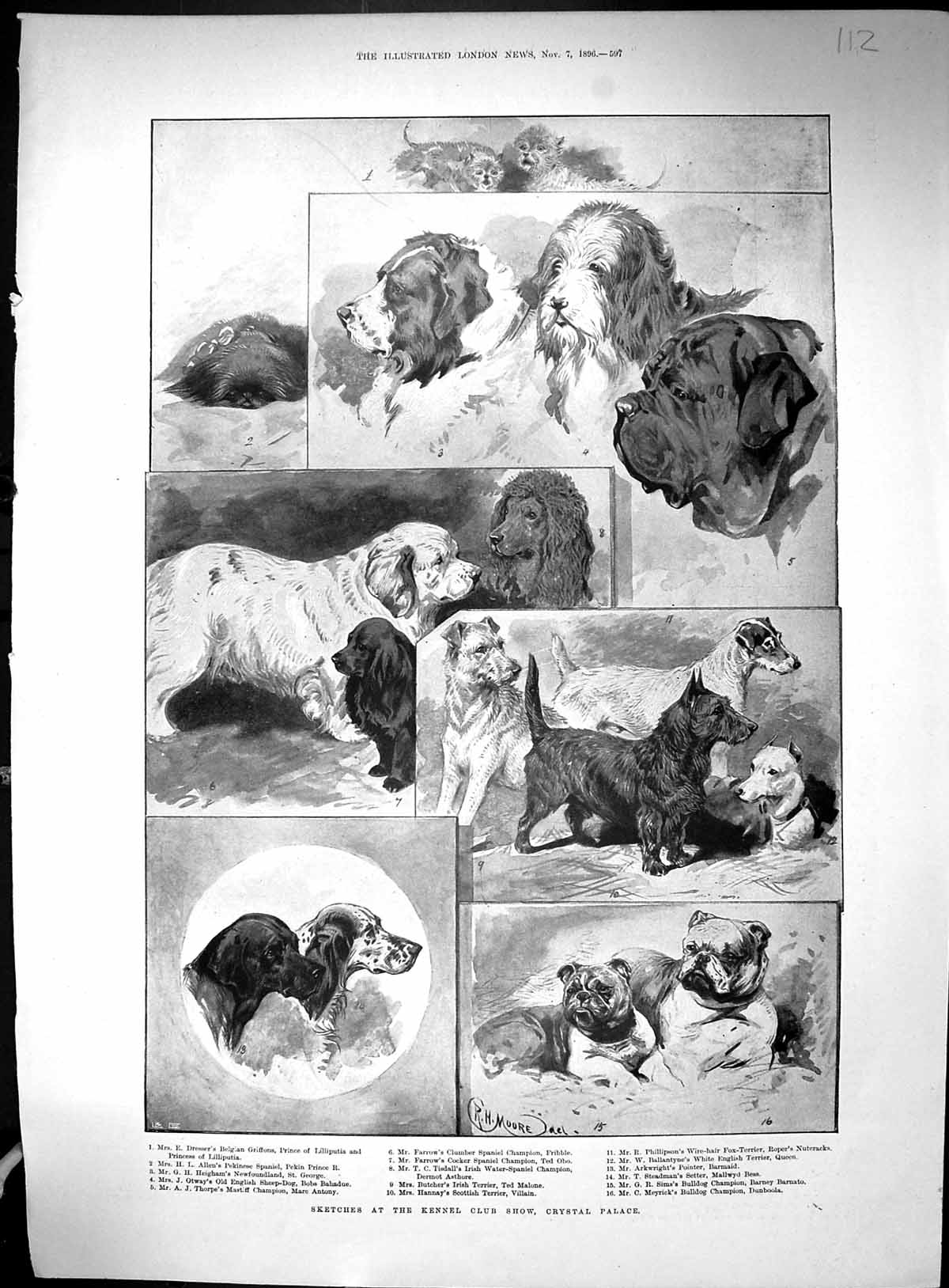 Old 1896 Kennel Club Dog Show Crystal Palace Mrs Mckinley House Canto 19th
