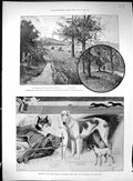 Old 1896 Dogs Ranelagh Barn Elms Churchyard Highgate Alcestis Bradfie 19th