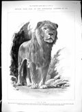 Old Railway Train Crash Conway Accident Brake Van Engine1899 Zoologic 19th
