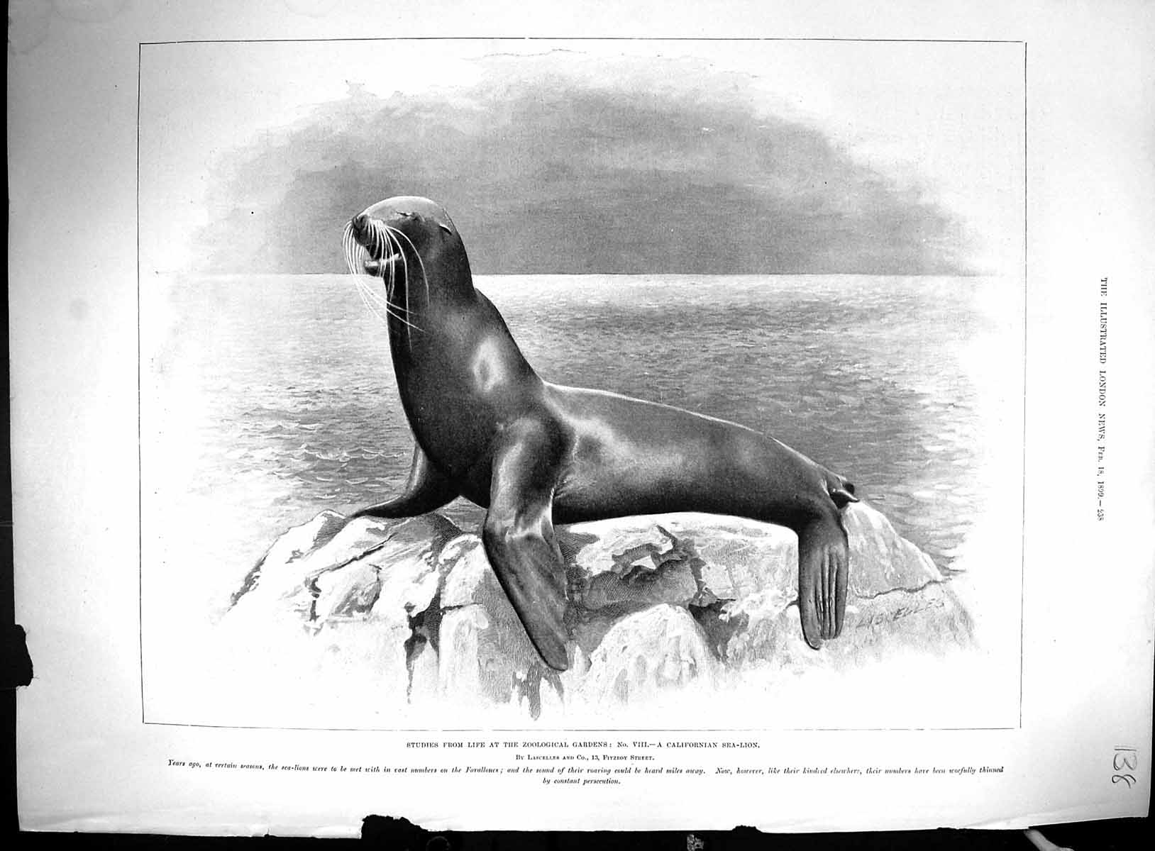 Old 1899 Zoological Gardens Californian Sea-Lion Diagrams Submarine N 19th