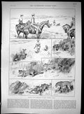Old 1889 Hunting Cheetah Dhar India King Prussia German Emperor Dee R 19th