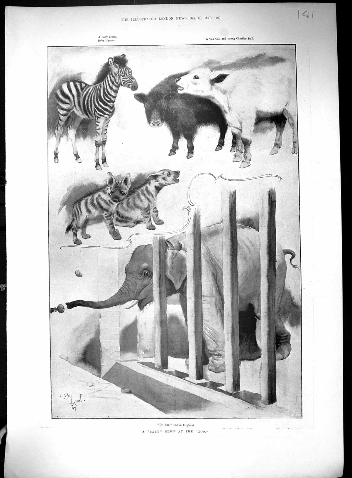 Old 1897 Zoo Zebra Hyena Calf Bull Elephant Diarmid Opera Lorne Maccu 19th