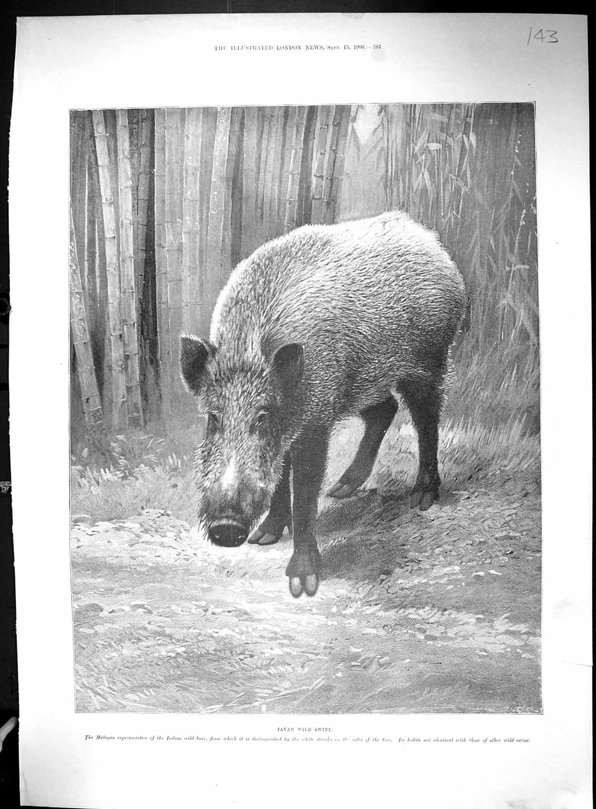 Old 1900 Javan Wild Swine Pig Malaya Kansas Fire Brigade Crystal Pala 20th