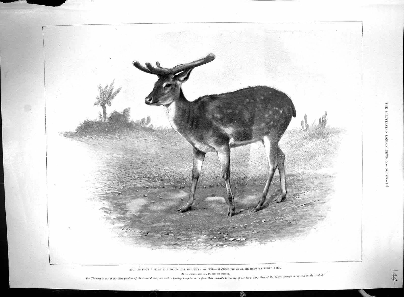 Old 1899 Zoological Siamese Thameng Deer Building Mechanical Engineer 19th