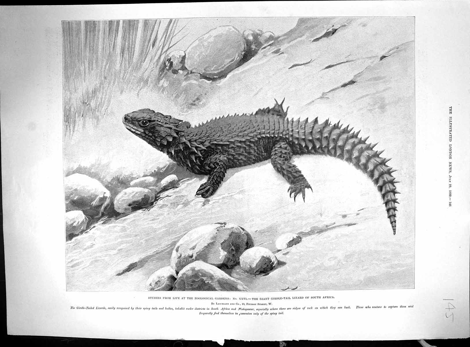 Old 1899 Zoological Giant Girdle-Tail Lizard Africa War Ships Mars Di 19th