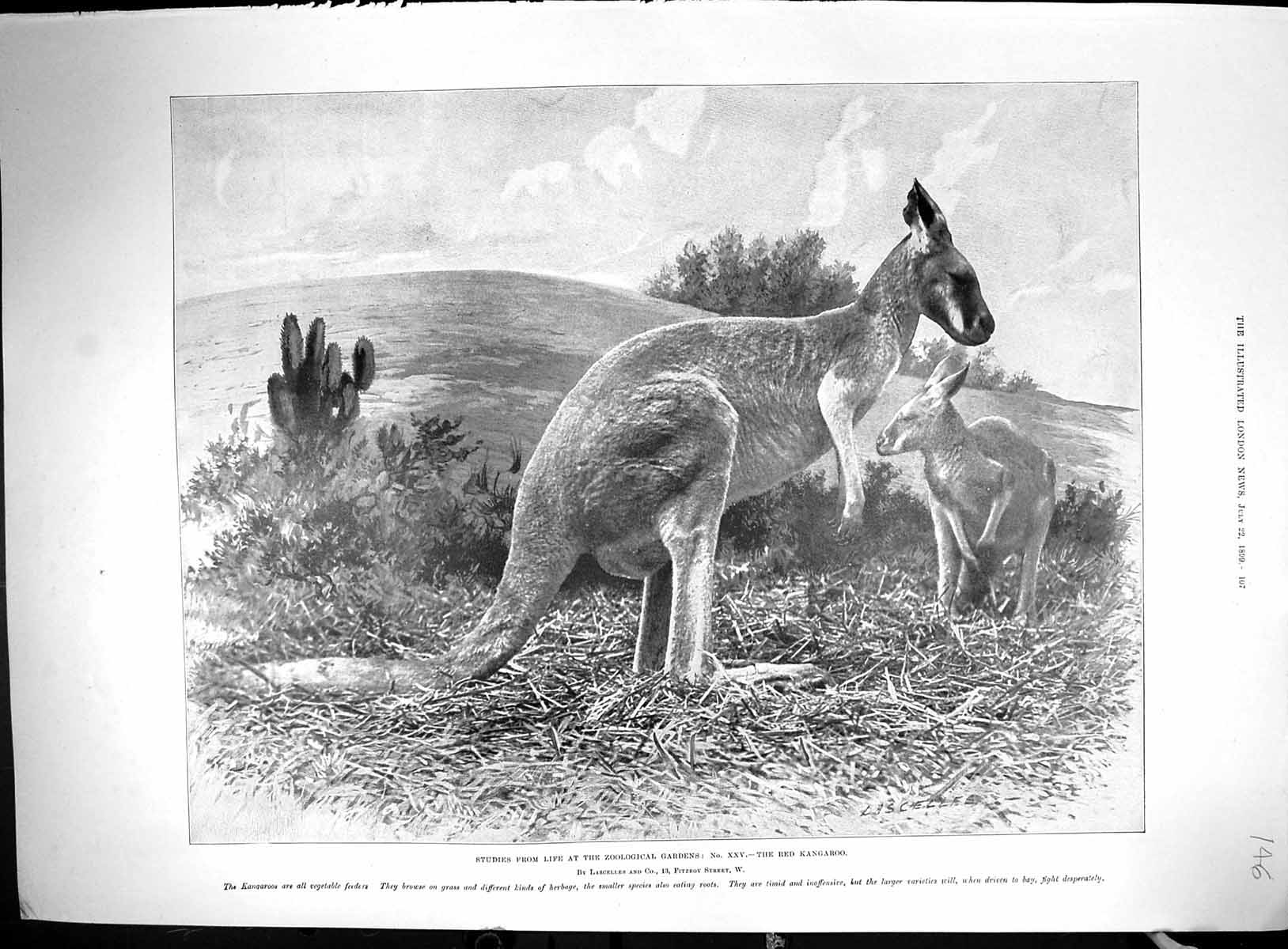 Old 1899 Zoological Gardens Bed Kangaroo Fruit Gatherers Strawberries 19th