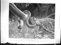 Old 1899 Zoo America Corais Snake Klondike Bonanza Creek Peat Moors K 19th