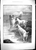Old 1899 Dogs Playing Beach Moody South African Ostriches Birds Zoolo 19th