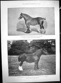 Old 1892 Shire Horse Show Stallion Bury Victor Chief Mare Starlight C 19th