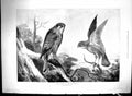 Old 1897 Kestrels Birds Prey Stannard Lama Tibet Bechuana Galishwe Ma 19th