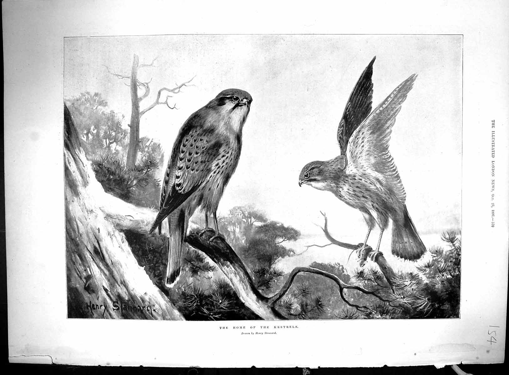 Old 1897 Kestrels Birds Prey Stannard Lama Tibet Bechuana Galishwe Ma 19th