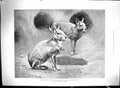 Old Zoological Maras Patagonian Cavies 1899 Medical School MiddlesexVictorian