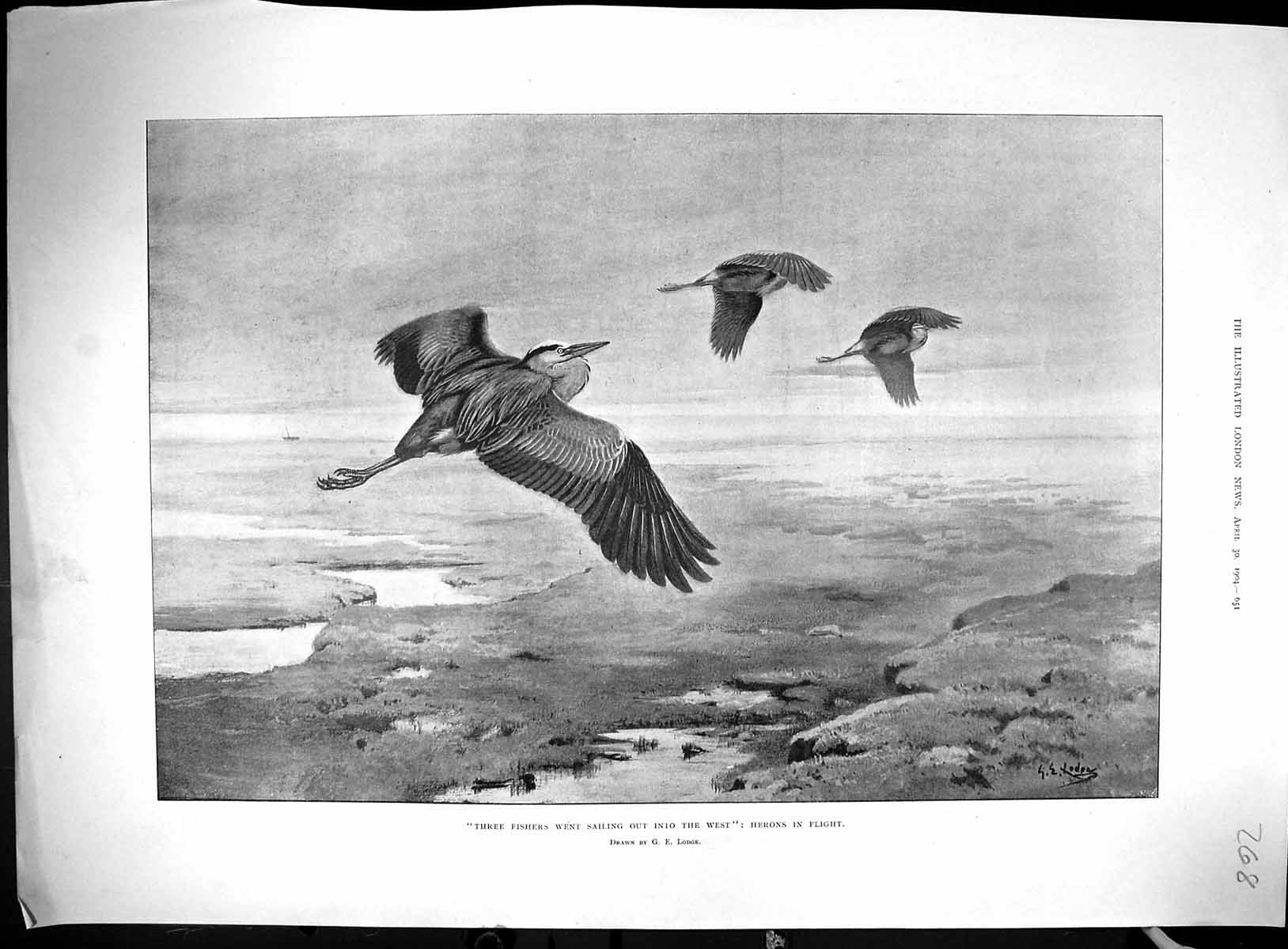 Old 1904 Heron Birds Flight England Whale Island Navy Service Corps C 20th