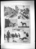 Old 1903 Waterloo Cup Greyhound Racing Altcar Sport Chamberlain Afric 20th