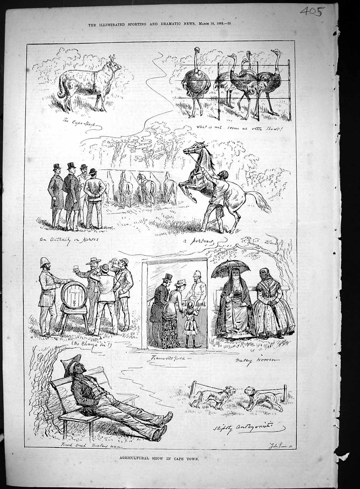 Original Old Antique Print 1882 Agricultural Show Cape Town Africa Animals 19th