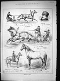Original Old Antique Print 1882 Horses Trotting Russia Sport Swain Victorian