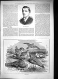 Original Old Antique Print 1888 Portrait Lawrence Kellie Sandgrouse Birds 19th