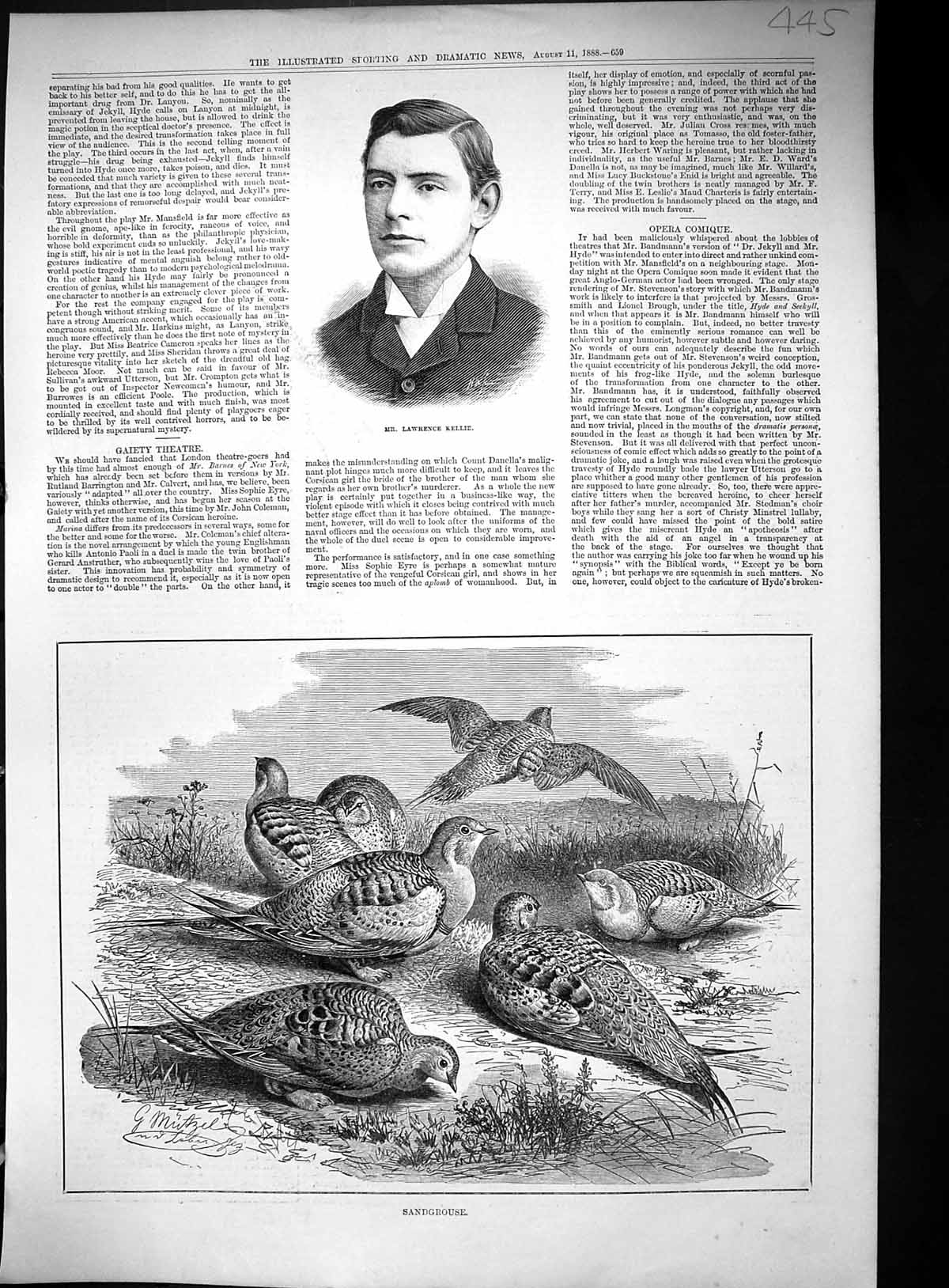 Original Old Antique Print 1888 Portrait Lawrence Kellie Sandgrouse Birds 19th