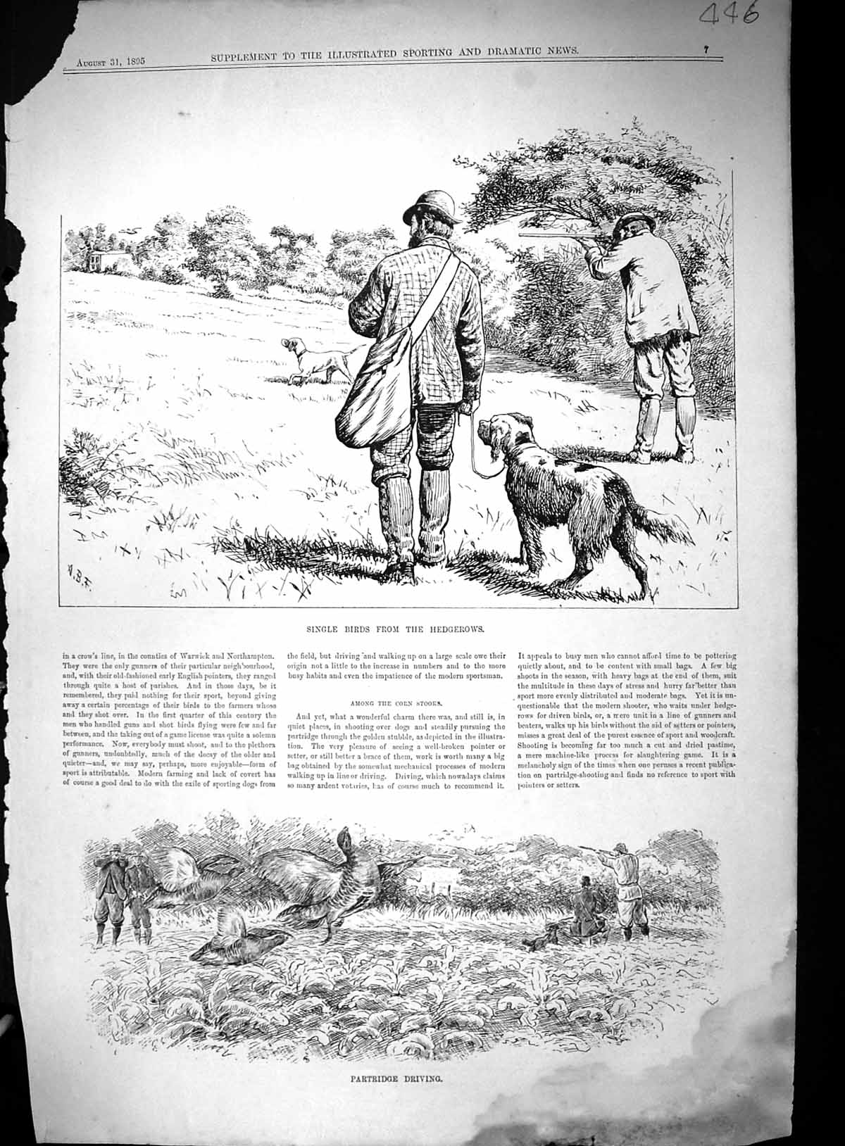 Old 1895 Hunting Shooting Single Birds Hedgerows Partridge Driving Sp Victorian
