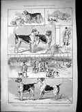 Old 1889 Peterborough Dog Hound Show Stentor Cox Atherstone Gladys Br Victorian