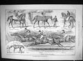 Old 1888 Eclipse Stakes Sandown Park Horse Racing Ossory Martley Orbi Victorian