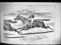 Original Old Antique Print Jockey Horse Racing Sport Race Swain 1889 Victorian