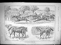 Old 1895 Eclipse Stakes Sandown Park Justicier Le Var Horse Racing Sp Victorian