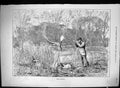 Original Old Antique Print 1881 Snipe Shooting Hunting Birds Man Gun Dog Swain