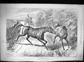 Antique Print 1889 Country Lane Horse Fighting Coach Driver Transport Swain