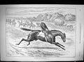 Original Old Antique Print 1895 Horse Racing Trainers Exercise Sport Swain 19th