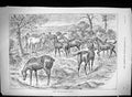 Antique Old Print 1895 Sunday Rest Summer Idleness Horses Meadow Field Swain