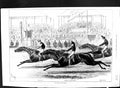 Antique Old Print 1877 Derby Horse Racing Sport Glen Arthur Rob Roy Silvio 19th