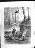 Antique Old Print 1883 Colour Hunting Capercailzie Shooting Birds Gun Dogs 19th