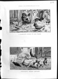 Antique Old Print 1886 Colour Farmyard Scene Pigs Chickens Cockerel Animals