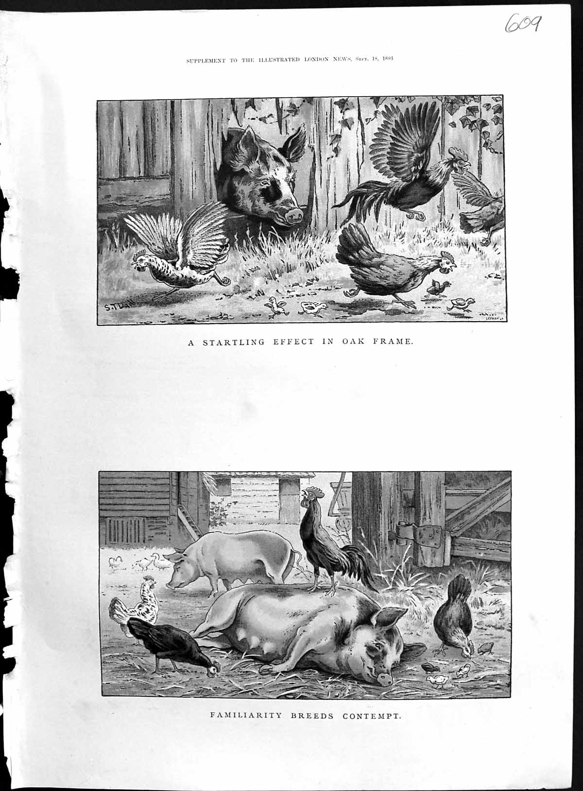 Antique Old Print 1886 Colour Farmyard Scene Pigs Chickens Cockerel Animals