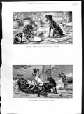 Original Old Antique Print 1886 Colour Animals Cats Dogs Kittens Food Bowl 19th